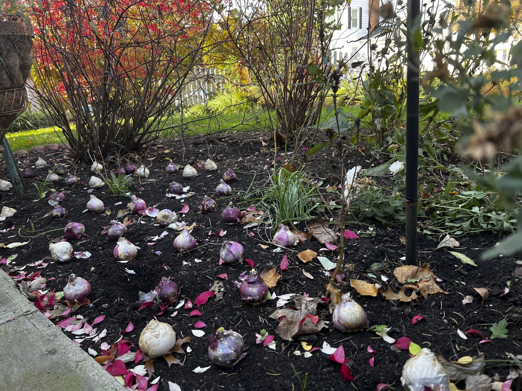 Fall bulbs